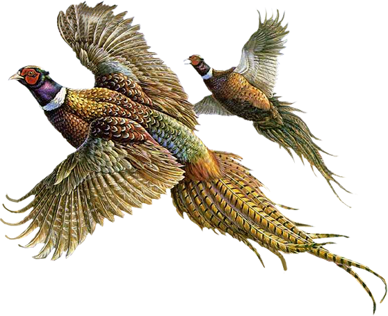 Bird Portable Network Graphics Ring-necked Pheasant Image Flight - bird ...