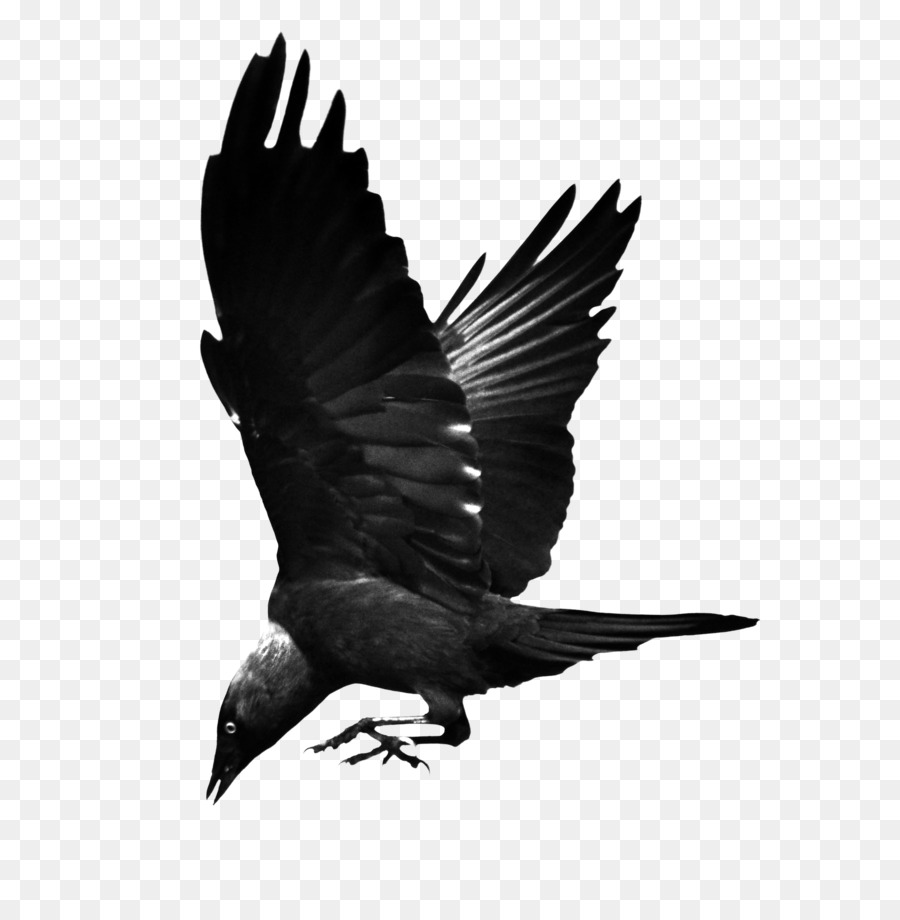 Bird Common raven Hooded crow Western jackdaw - flying raven png download - 886*902 - Free Transparent Bird png Download.