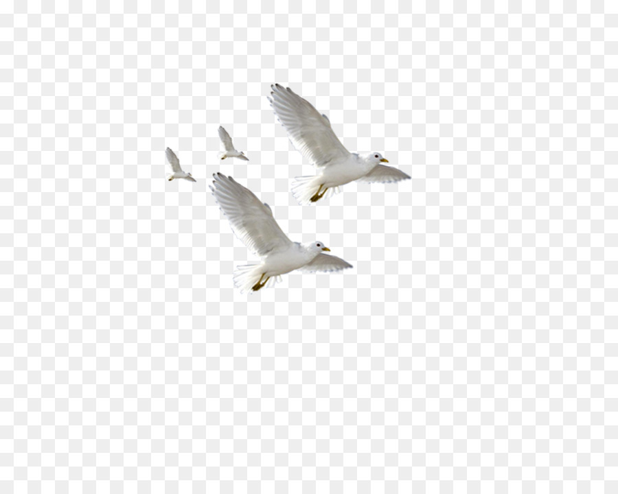 European Herring Gull Common gull Flight Bird - Flying seagulls png download - 1000*800 - Free Transparent European Herring Gull png Download.