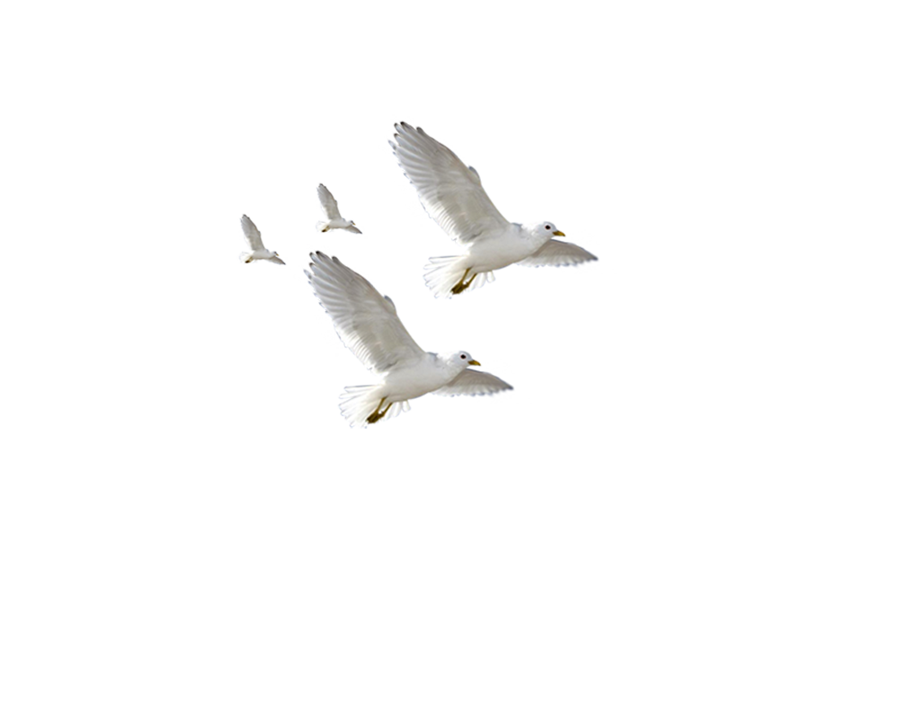 European Herring Gull Common gull Flight Bird - Flying seagulls png ...