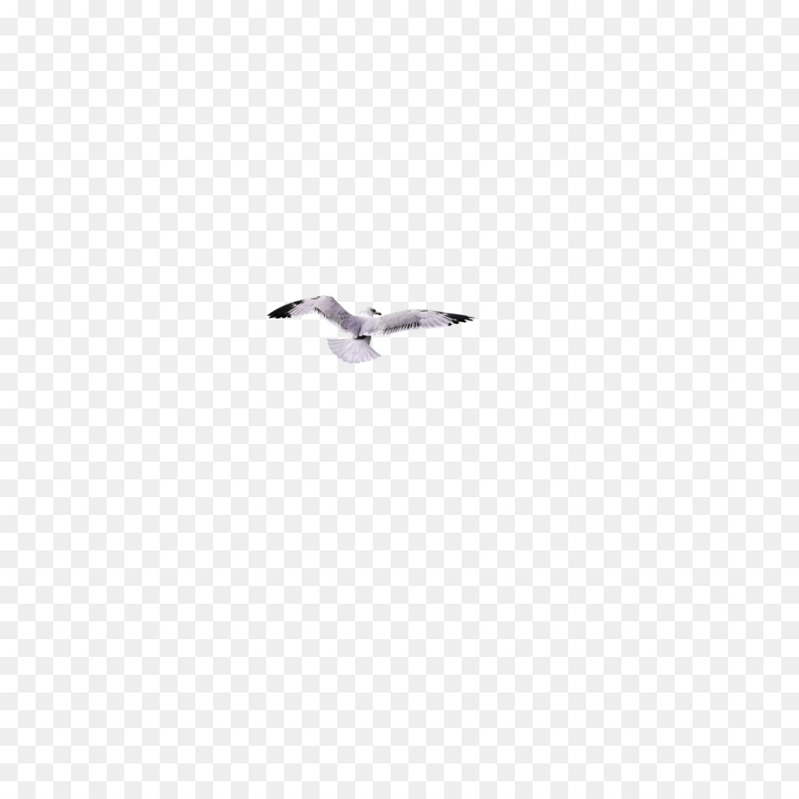 Sweden European Herring Gull Duck Goose Cygnini - Flying seagull png download - 3196*3195 - Free Transparent Sweden png Download.