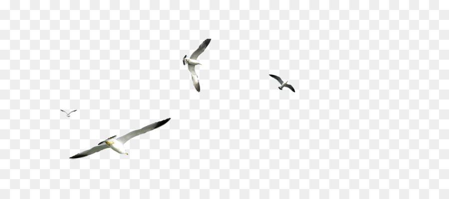 Flight Gulls Airplane - Flying seagull png download - 5000*2140 - Free Transparent Flight png Download.