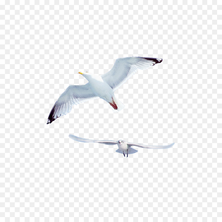 Gulls Bird Common gull - Creative flying seagull png download - 1000*1000 - Free Transparent Gulls png Download.