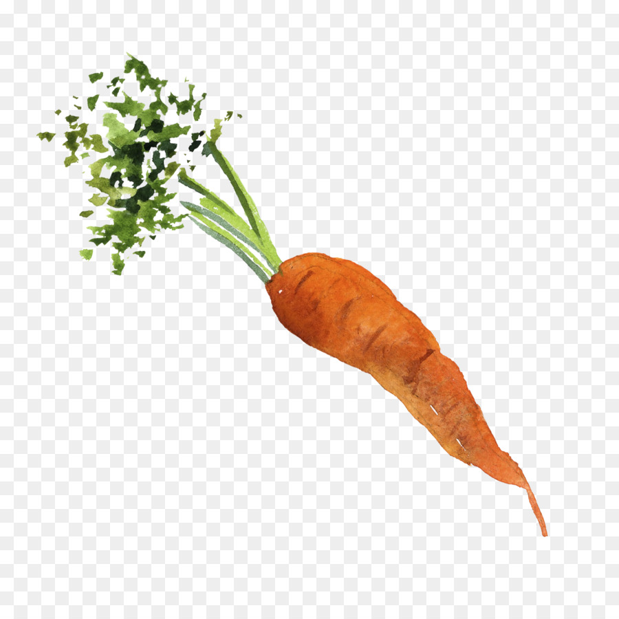 Baby carrot Organic food Vegetable - Water color carrot png download - 3000*3000 - Free Transparent Carrot png Download.