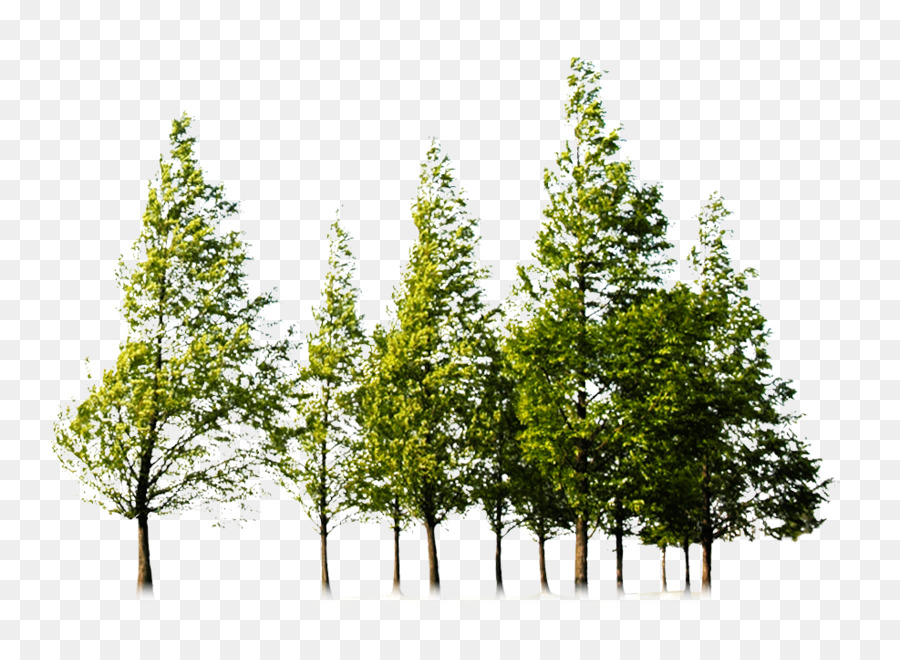 Tree Forest Clip art - tree png download - 987*719 - Free Transparent Tree png Download.