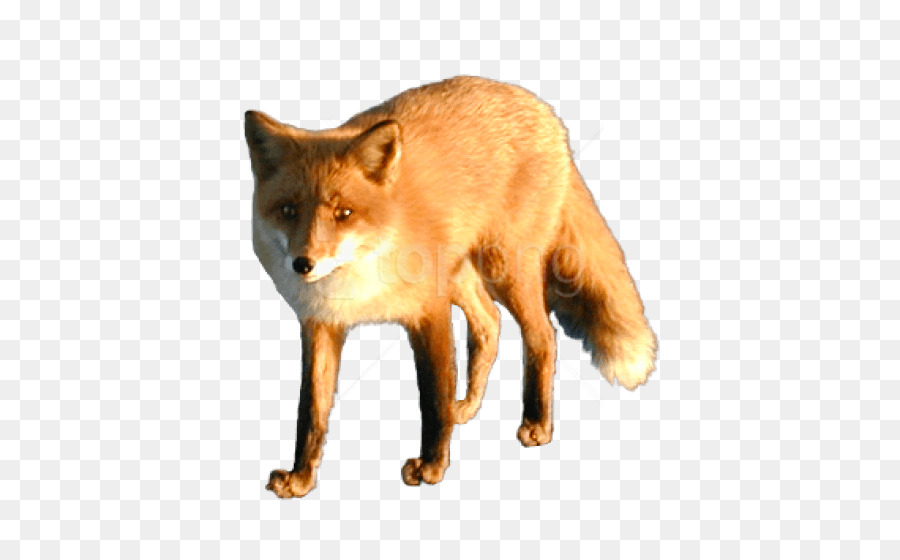 Red fox Image Portable Network Graphics Dhole - fox png download - 480*544 - Free Transparent RED Fox png Download.