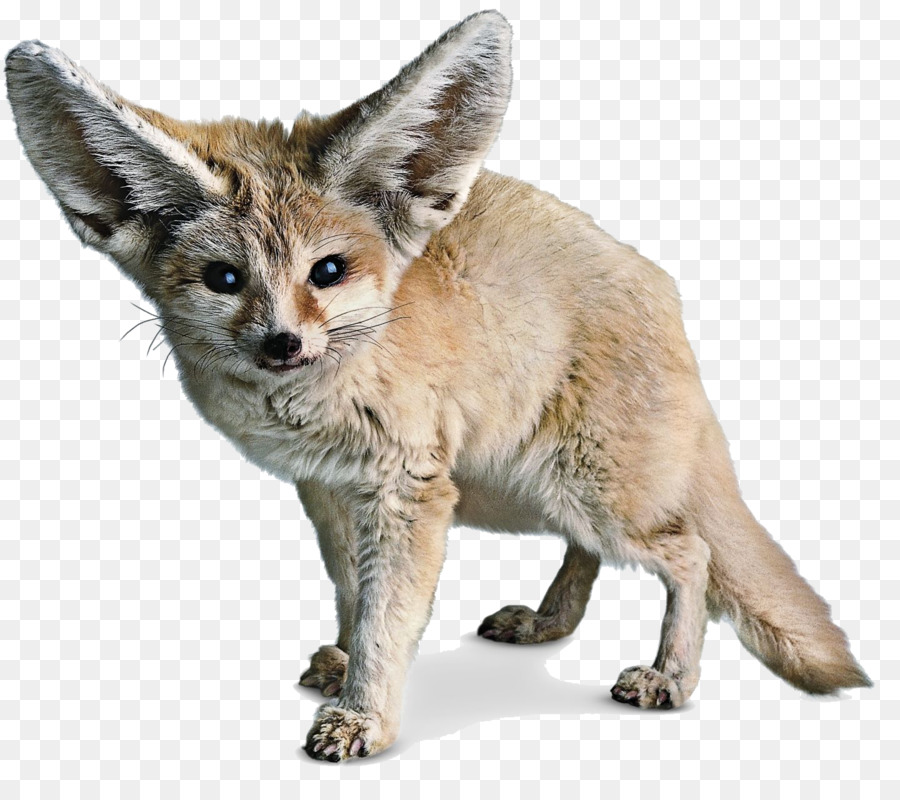 Red fox Fennec fox Sahara - Fennec Fox PNG Photos png download - 1440*1258 - Free Transparent Sahara png Download.