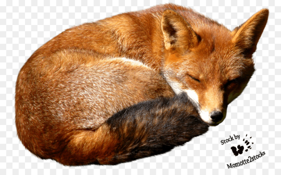 Red fox Desktop Wallpaper Image Arctic fox - fox png download - 850*551 - Free Transparent RED Fox png Download.