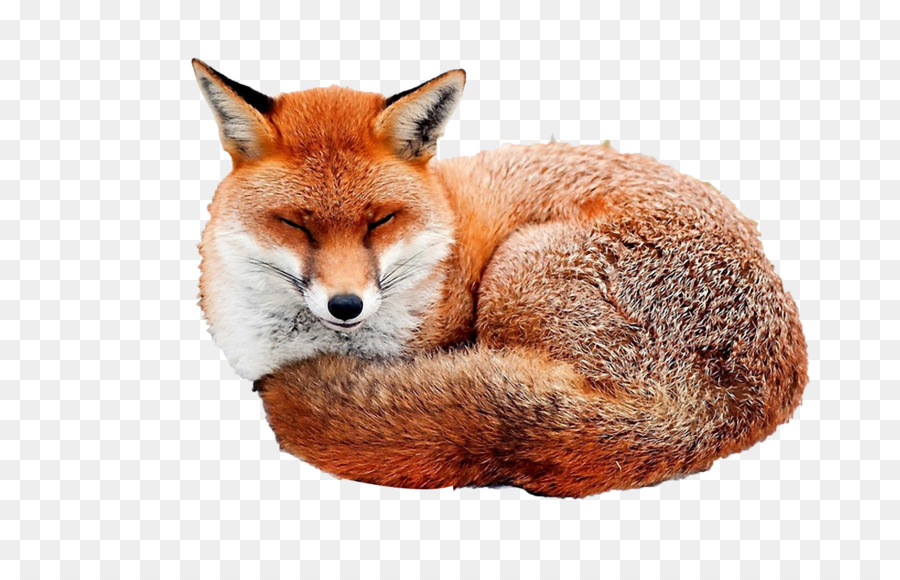 Red fox Desktop Wallpaper Image Illustration - fox png download - 1600*1000 - Free Transparent RED Fox png Download.