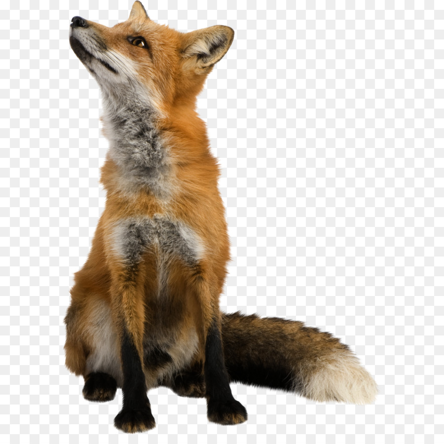 Red fox Clip art - Fox PNG png download - 1973*2674 - Free Transparent Fox png Download.