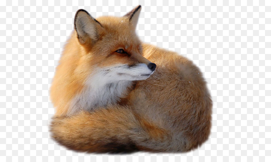 Fox Clip art - fox png download - 600*528 - Free Transparent Fox png Download.
