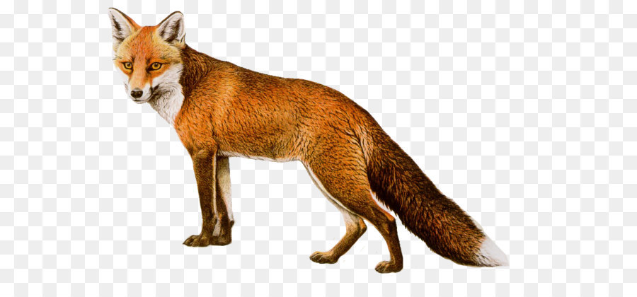 Red fox - Fox Png 8 png download - 902*557 - Free Transparent Arctic Fox png Download.