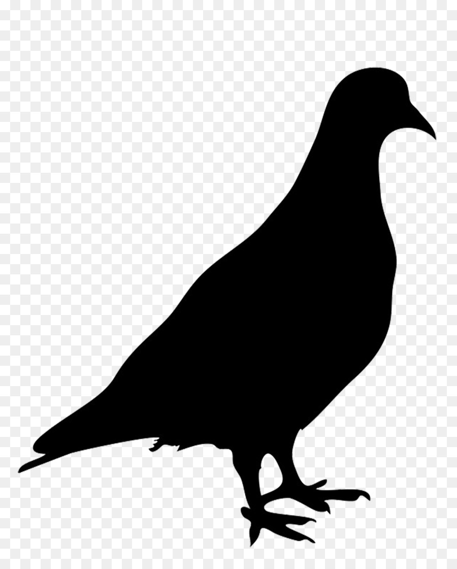 Domestic pigeon Columbidae Bird Silhouette - stork png download - 952*1181 - Free Transparent Domestic Pigeon png Download.