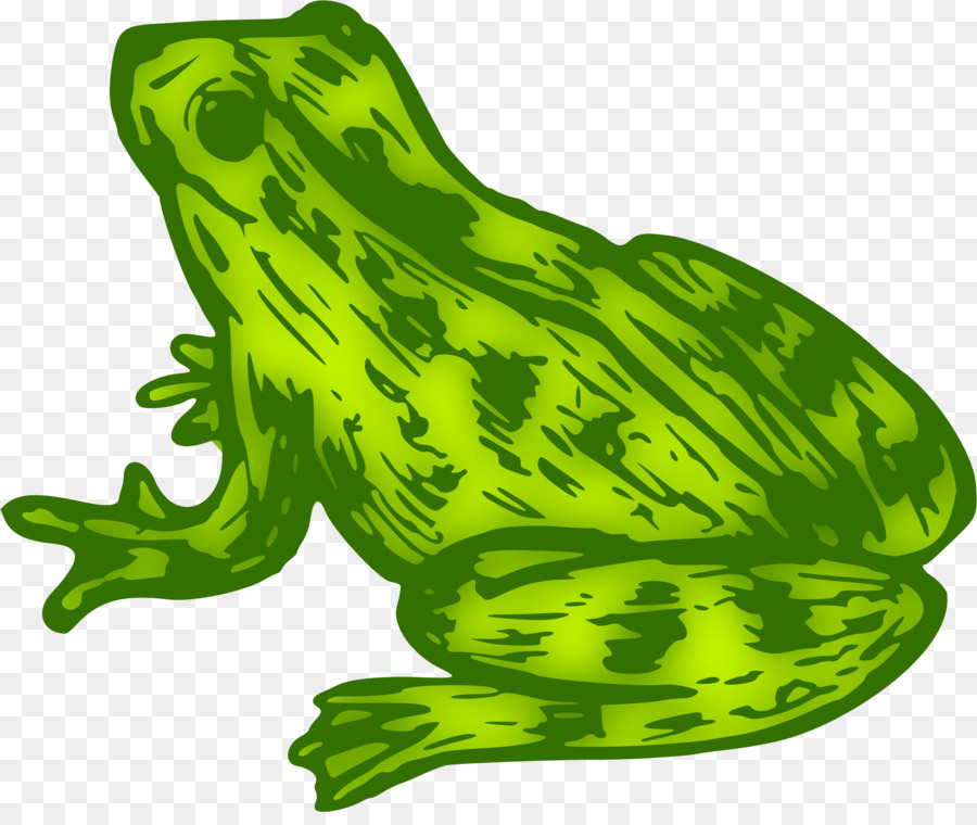 Toad True frog Clip art Kermit the Frog - frog png download - 2400*1995 - Free Transparent Toad png Download.