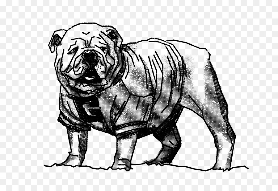 Georgia Bulldogs football UGA Arch Dog breed - others png download - 800*618 - Free Transparent  Bulldog png Download.