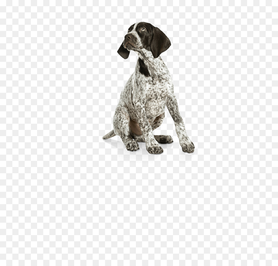 German Shorthaired Pointer German Wirehaired Pointer Labrador Retriever Puppy Dog breed - puppy png download - 521*850 - Free Transparent German Shorthaired Pointer png Download.