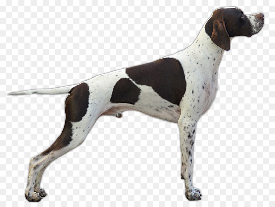 German Shorthaired Pointer German Wirehaired Pointer Bracco German longhaired pointer - others png download - 1064*800 - Free Transparent Pointer png Download.