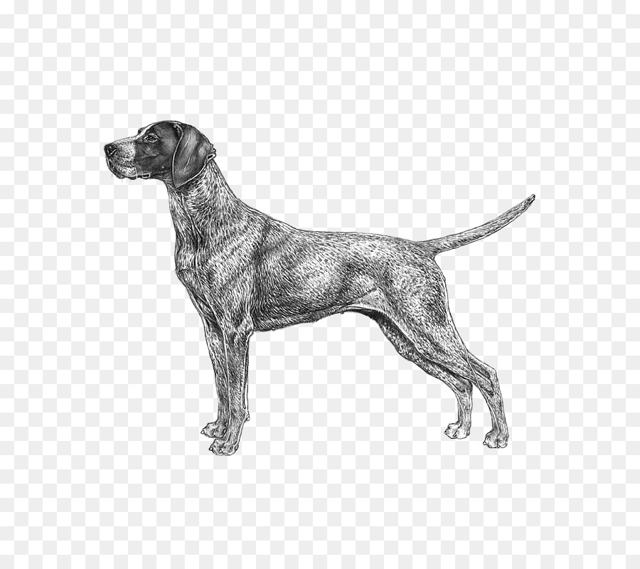 German Wirehaired Pointer Bluetick Coonhound German Shorthaired Pointer Black and Tan Coonhound - others png download - 800*800 - Free Transparent German Wirehaired Pointer png Download.