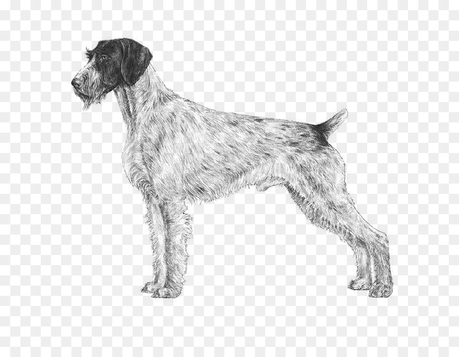 German Wirehaired Pointer Spinone Italiano Wirehaired Pointing Griffon German Shorthaired Pointer - Pointer DOG png download - 700*700 - Free Transparent German Wirehaired Pointer png Download.