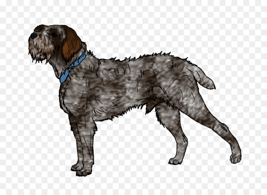 Wirehaired Pointing Griffon Spinone Italiano German Wirehaired Pointer Dog breed - baby Dog png download - 1024*730 - Free Transparent Wirehaired Pointing Griffon png Download.