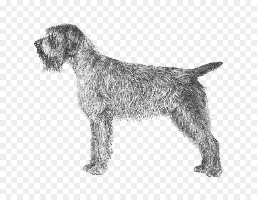 Wirehaired Pointing Griffon German Wirehaired Pointer Spinone Italiano Wirehaired Vizsla - puppy png download - 700*700 - Free Transparent Wirehaired Pointing Griffon png Download.