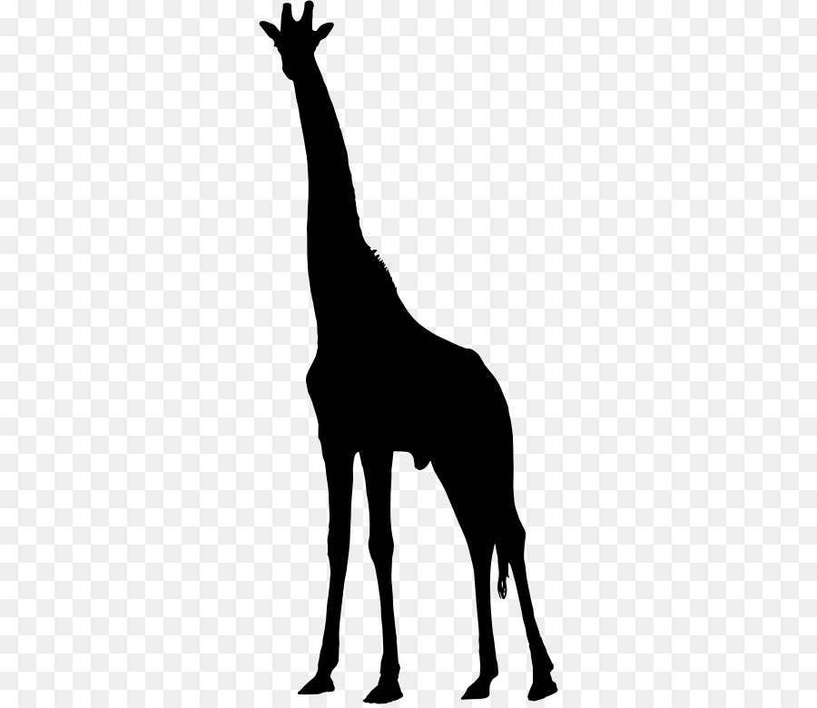 Silhouette West African giraffe Clip art - Giraffe silhouette png download - 330*776 - Free Transparent Silhouette png Download.