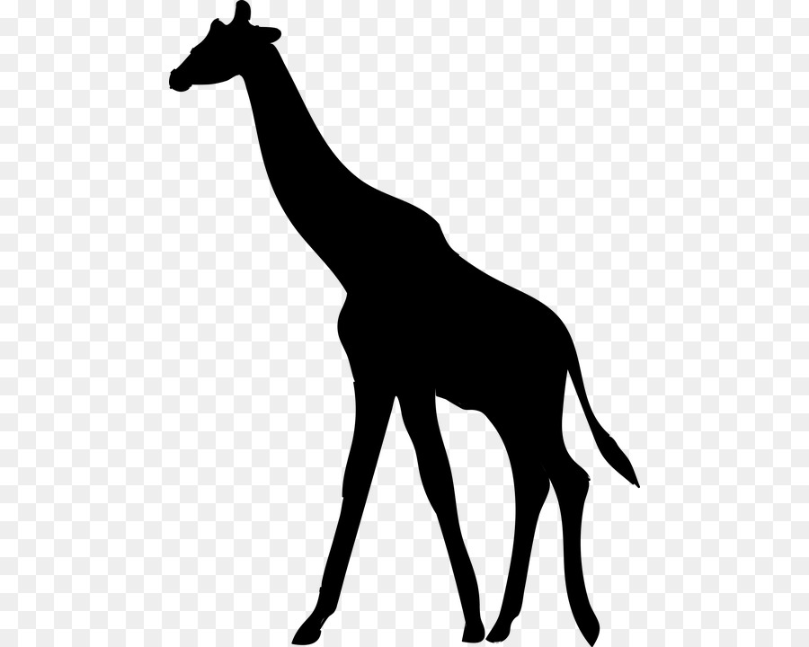 Silhouette Northern giraffe Clip art - Silhouette png download - 524*720 - Free Transparent Silhouette png Download.