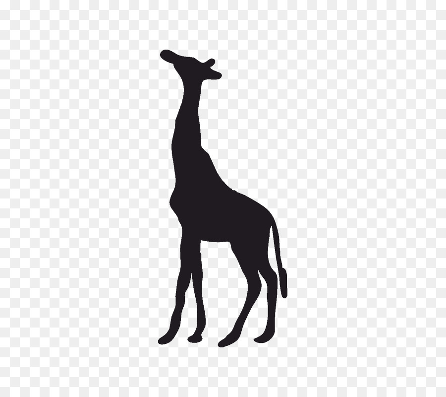 Clip art Portable Network Graphics Silhouette Image Northern giraffe - silhouette png download - 800*800 - Free Transparent Silhouette png Download.