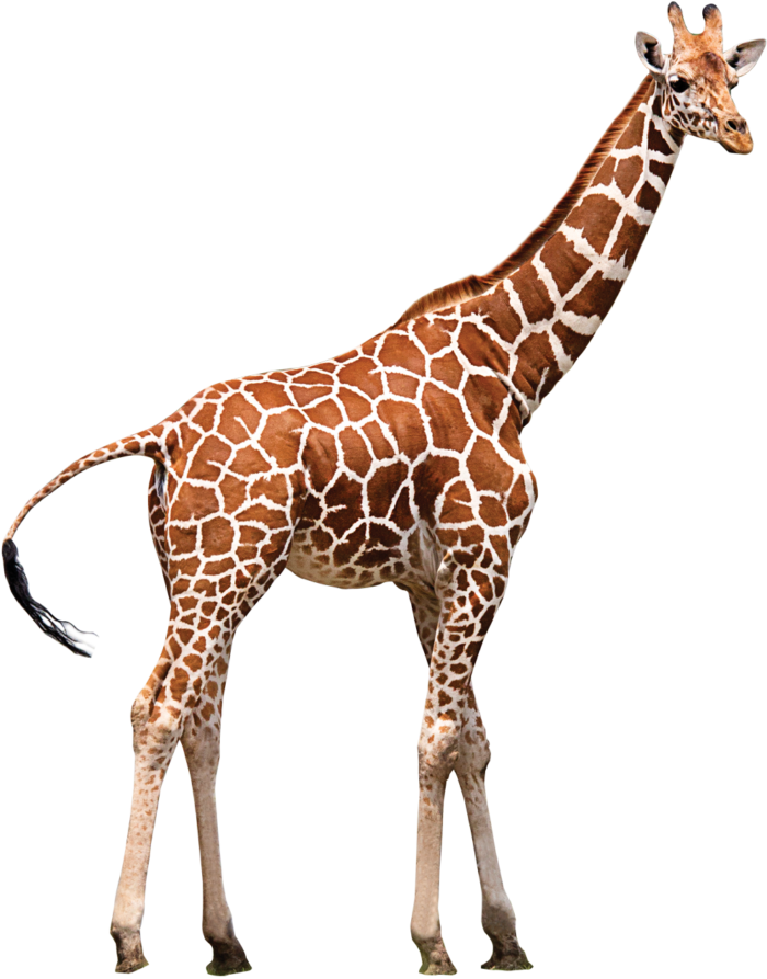 Northern giraffe Neck Zoo Animal - giraffe png download - 700*893 ...