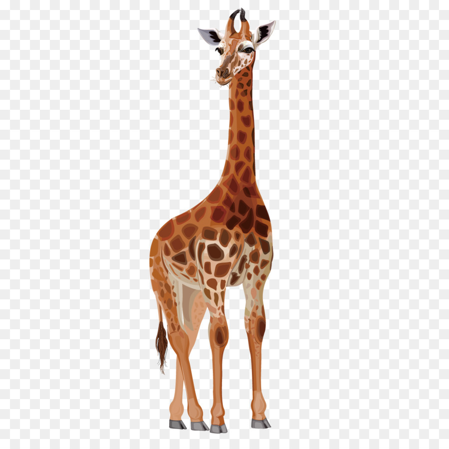 Northern giraffe Deer Drawing Cartoon - Cartoon Giraffe png download - 1276*1276 - Free Transparent Northern Giraffe png Download.