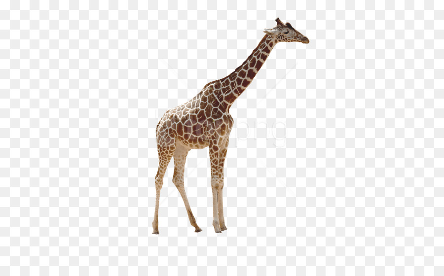Northern giraffe Reticulated giraffe Desktop Wallpaper Image Lion - giraffe png toppng png download - 480*545 - Free Transparent Northern Giraffe png Download.