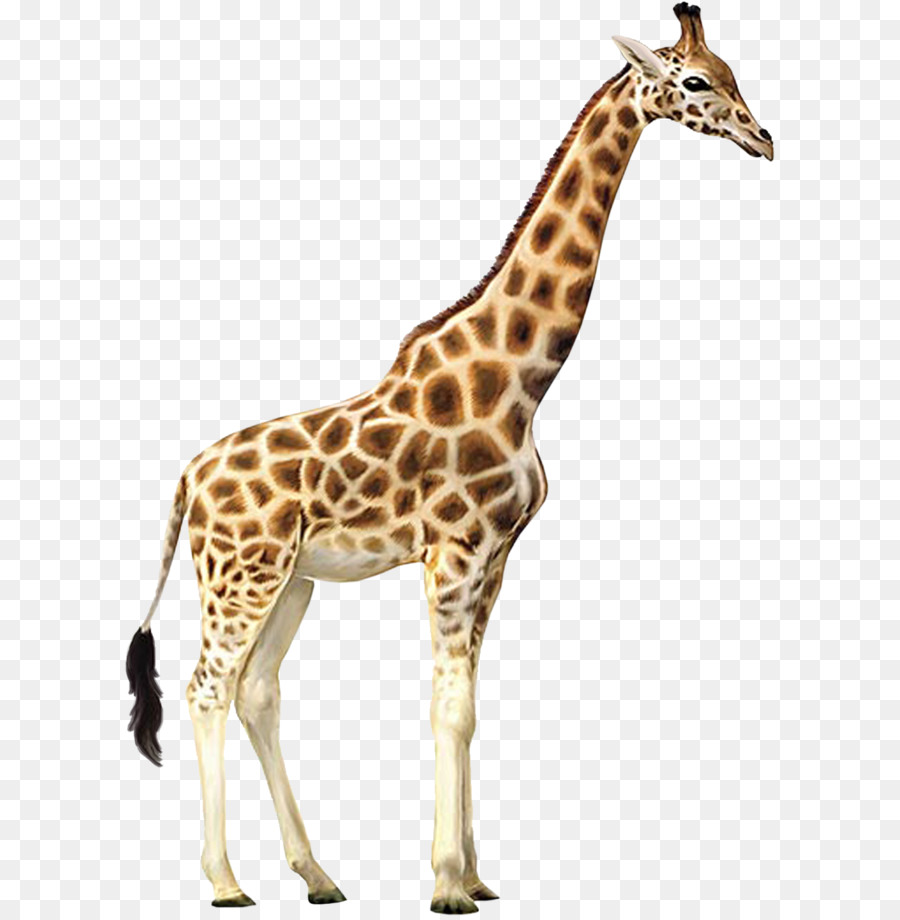 Giraffe Who Let the Kids Out Wall decal Animal Wallpaper - Giraffe PNG png download - 1020*1438 - Free Transparent Giraffe png Download.