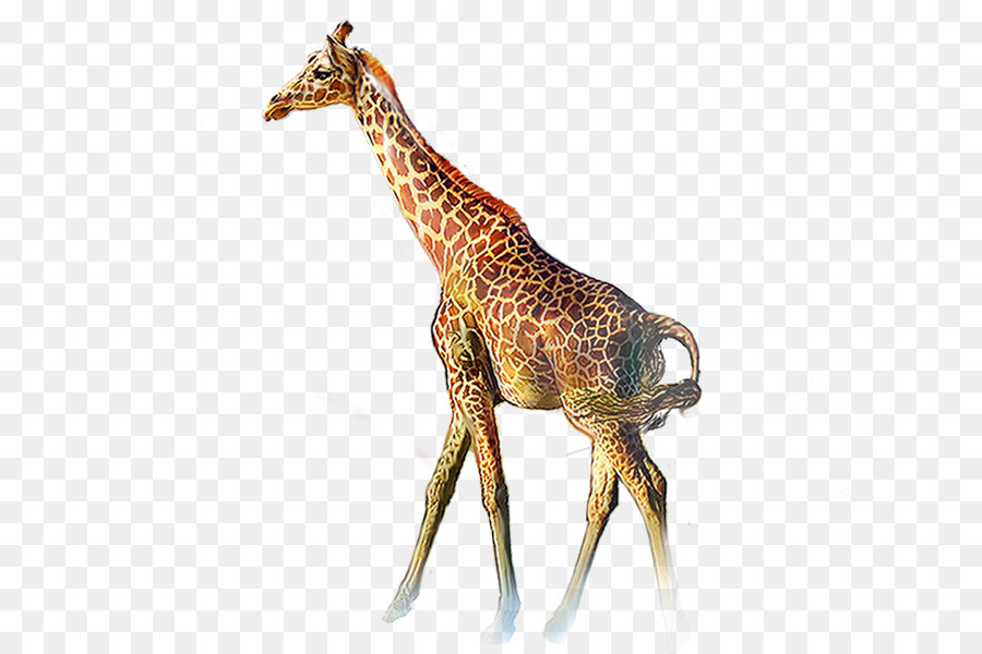 Northern giraffe Animal Clip art - giraffe png download - 800*600 - Free Transparent Northern Giraffe png Download.