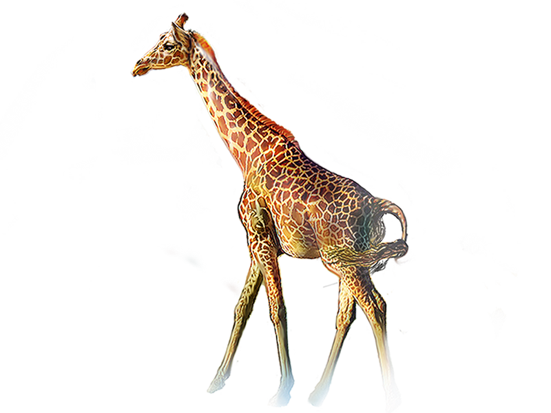 Northern giraffe Animal Clip art - giraffe png download - 800*600 ...
