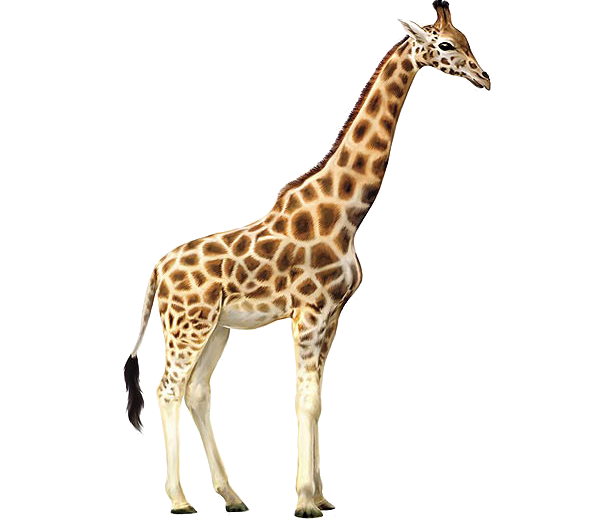 Reticulated giraffe Northern giraffe - Giraffe PNG png download - 600* ...