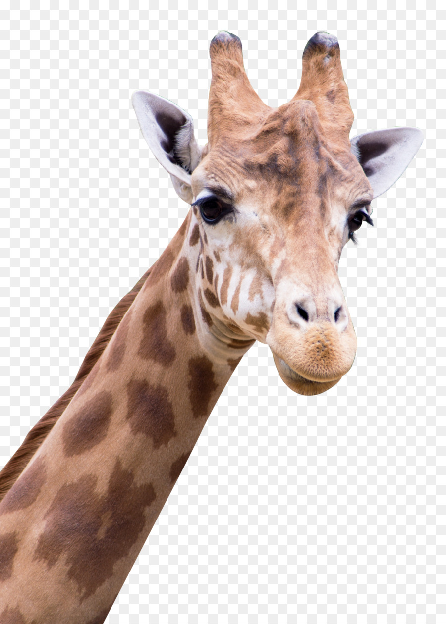 Giraffe Arabic alphabet - Giraffe png download - 1150*1610 - Free Transparent Giraffe png Download.