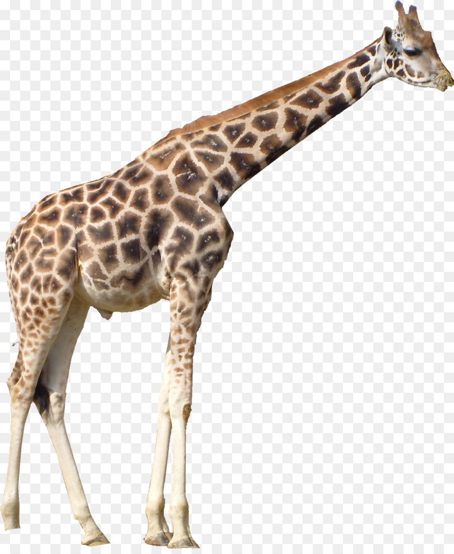 Portable Network Graphics Clip art Transparency Image Northern giraffe - american flag summer png giraffe png download - 1540*1863 - Free Transparent Northern Giraffe png Download.