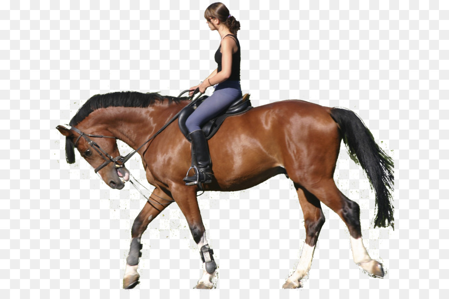 Horse Equestrian Clip art Portable Network Graphics Pony - horse png download - 681*600 - Free Transparent Horse png Download.