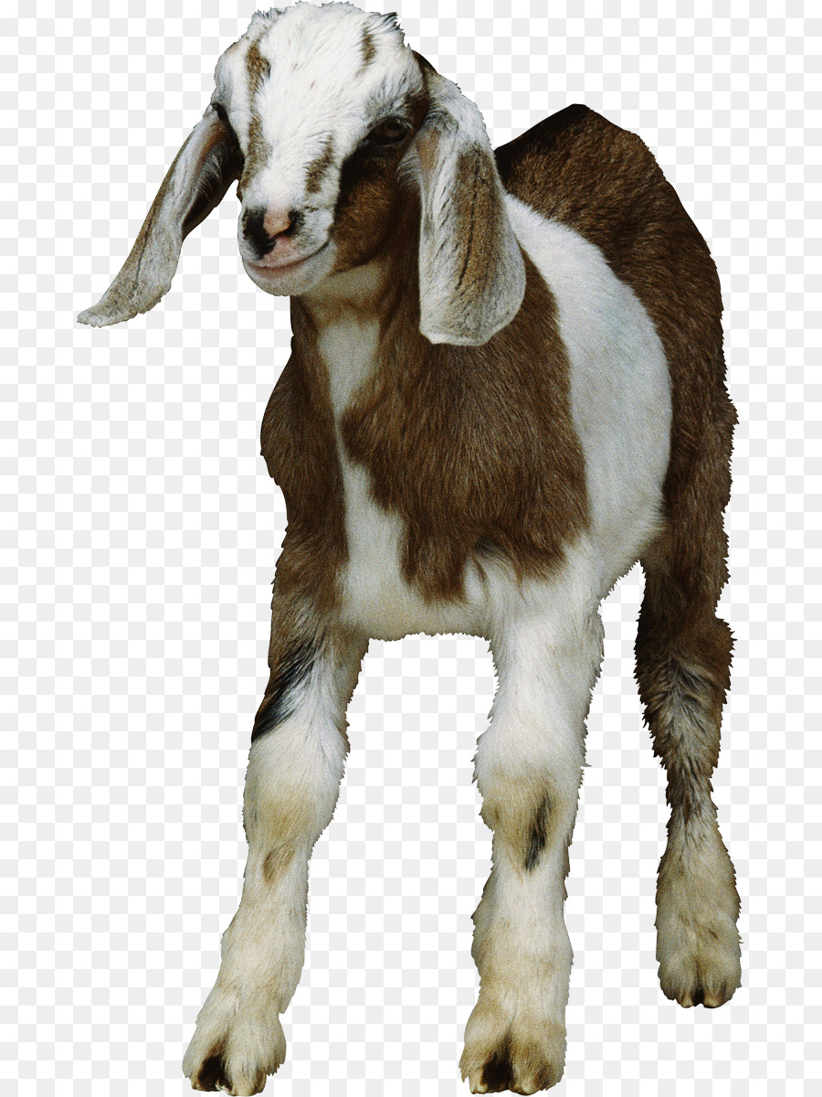 Goat Clip art - goat png download - 731*1200 - Free Transparent Goat png Download.