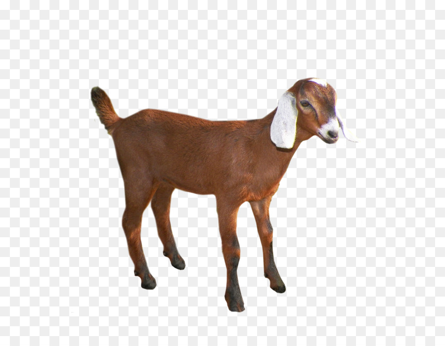 Emily the Goat Sheep Pack goat - Goat PNG png download - 2652*2820 - Free Transparent Goat png Download.