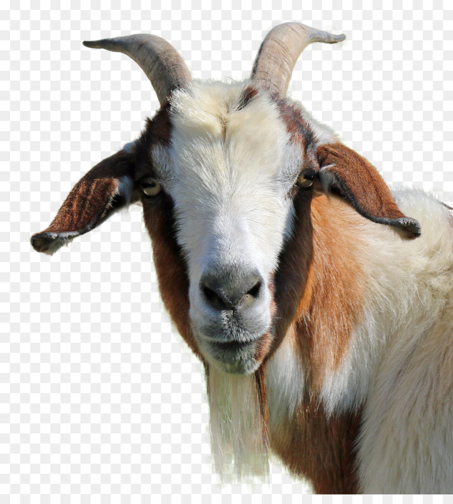 Feral goat Livestock - goat png download - 939*1024 - Free Transparent Goat png Download.
