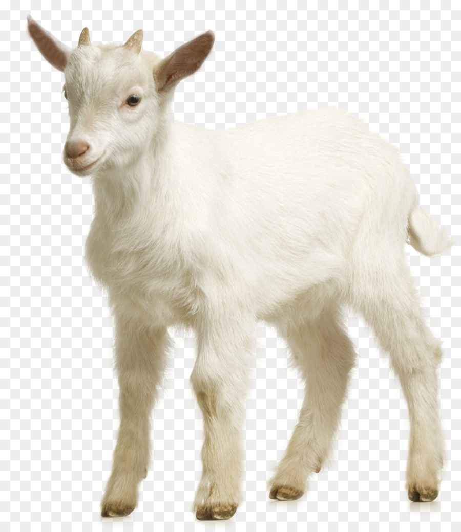 Goat Sheep Download - Goat farm png download - 1150*1325 - Free Transparent Goat png Download.