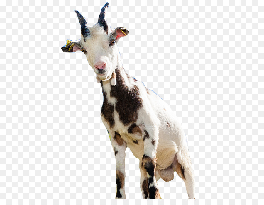 Goat Sheep Computer file - goat png download - 577*681 - Free Transparent Goat png Download.