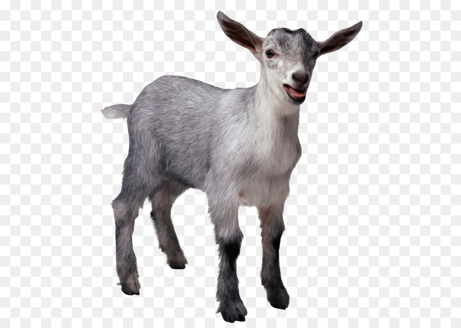 Pygmy goat Sheep Cattle Pig Livestock - sheep png download - 543*640 - Free Transparent Pygmy Goat png Download.