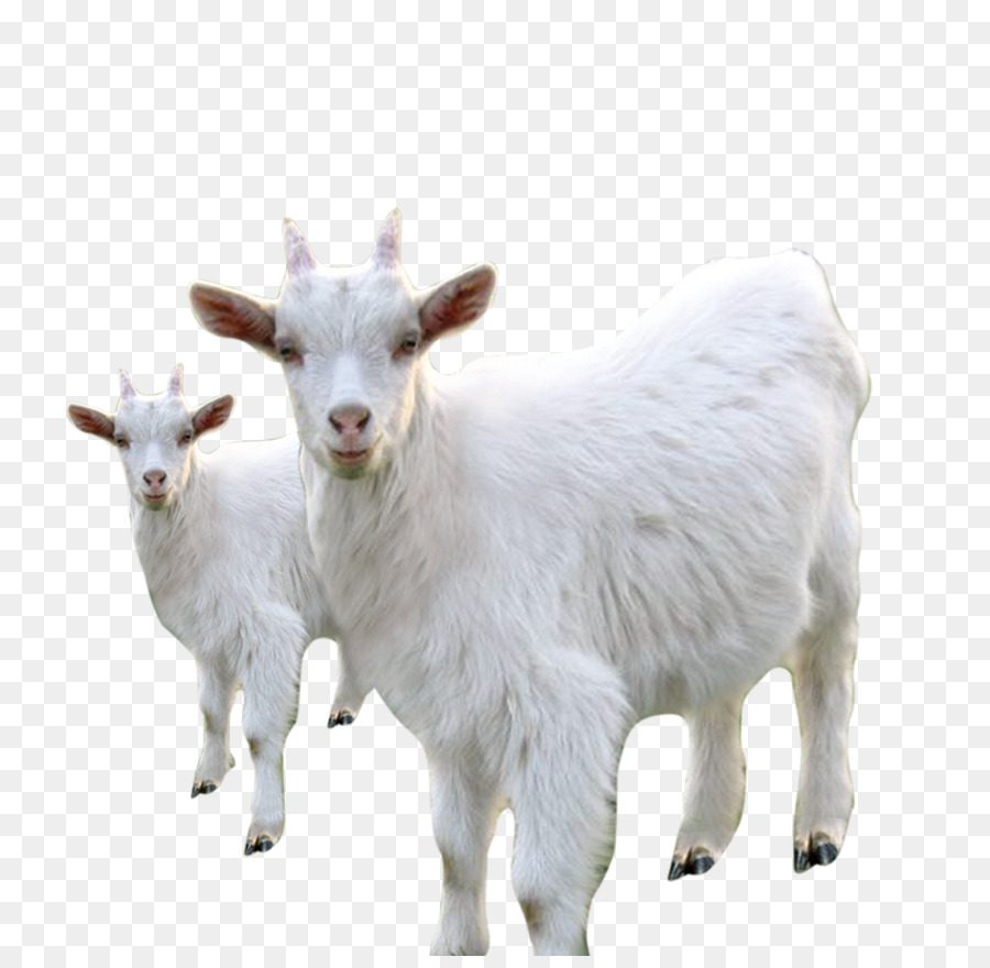 Goat Sheep Milk Livestock - White goat sheep png download - 2220*2143 - Free Transparent Goat png Download.
