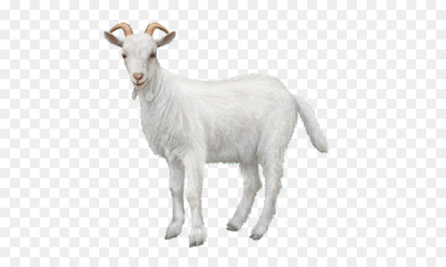Goat Chiva bus Ahuntz Animal Sheep - goat png download - 503*535 - Free Transparent Goat png Download.