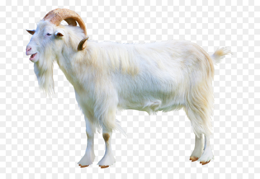 Sheep–goat hybrid Cattle Ahuntz Sheep–goat hybrid - goat png download - 800*612 - Free Transparent Goat png Download.
