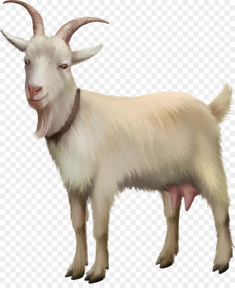 Rove goat Sheep Stock photography Stock illustration - Vector kawaii goat png download - 2408*2897 - Free Transparent Rove Goat png Download.
