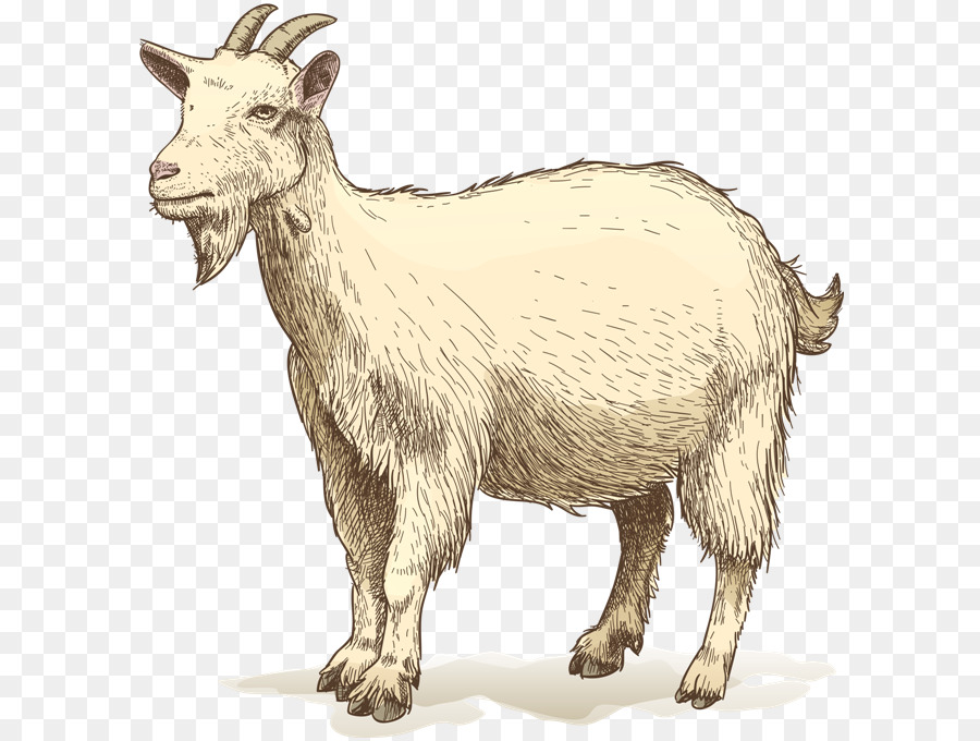 Goat Drawing Clip art - goat png download - 650*677 - Free Transparent Goat png Download.