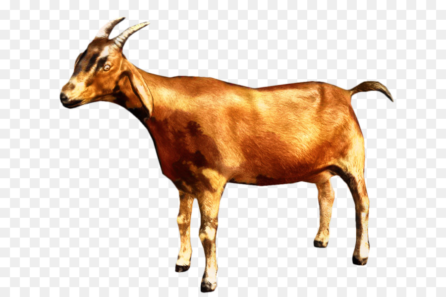 Goat Simulator Portable Network Graphics Transparency Clip art -  png download - 849*598 - Free Transparent Goat png Download.